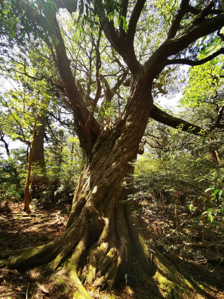 花山歩道　ハリギリ大木